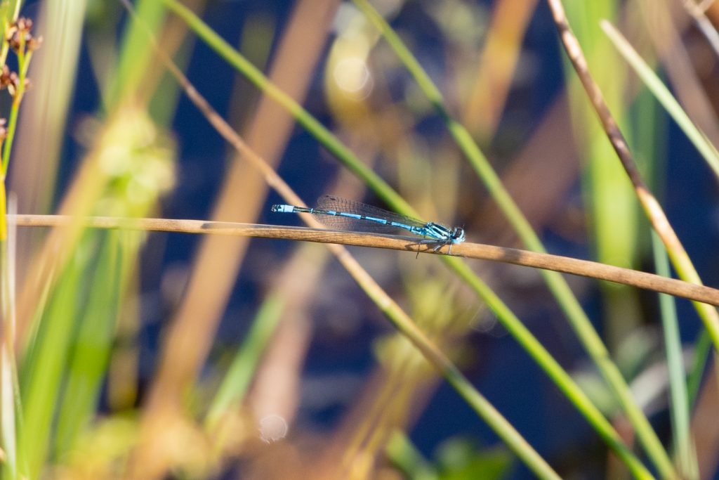 Common Blue Damselfly perching